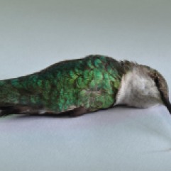 Dead Hummingbird