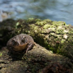 Frog on a log