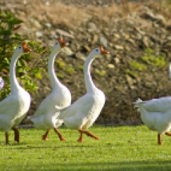 Geese in Ireland