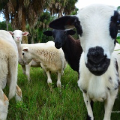 Sheep at King Farm in Bradenton, FL