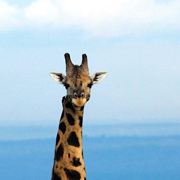 Giraffe on the Paraa Reserve in Uganda