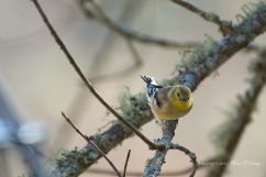 Non-breeding American Goldfinch