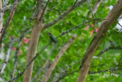 Hummingbird on a Carolina Crepe Myrtle