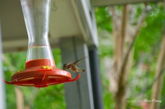 Juvenile Ruby-throated Hummingbird at Feeder