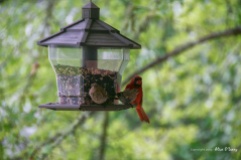 Two finches and a male red cardinal vie for space.