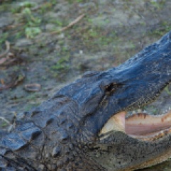 Alligator at Myakka River State Park