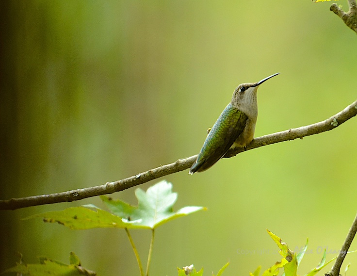 Female  hummingbird on branch.